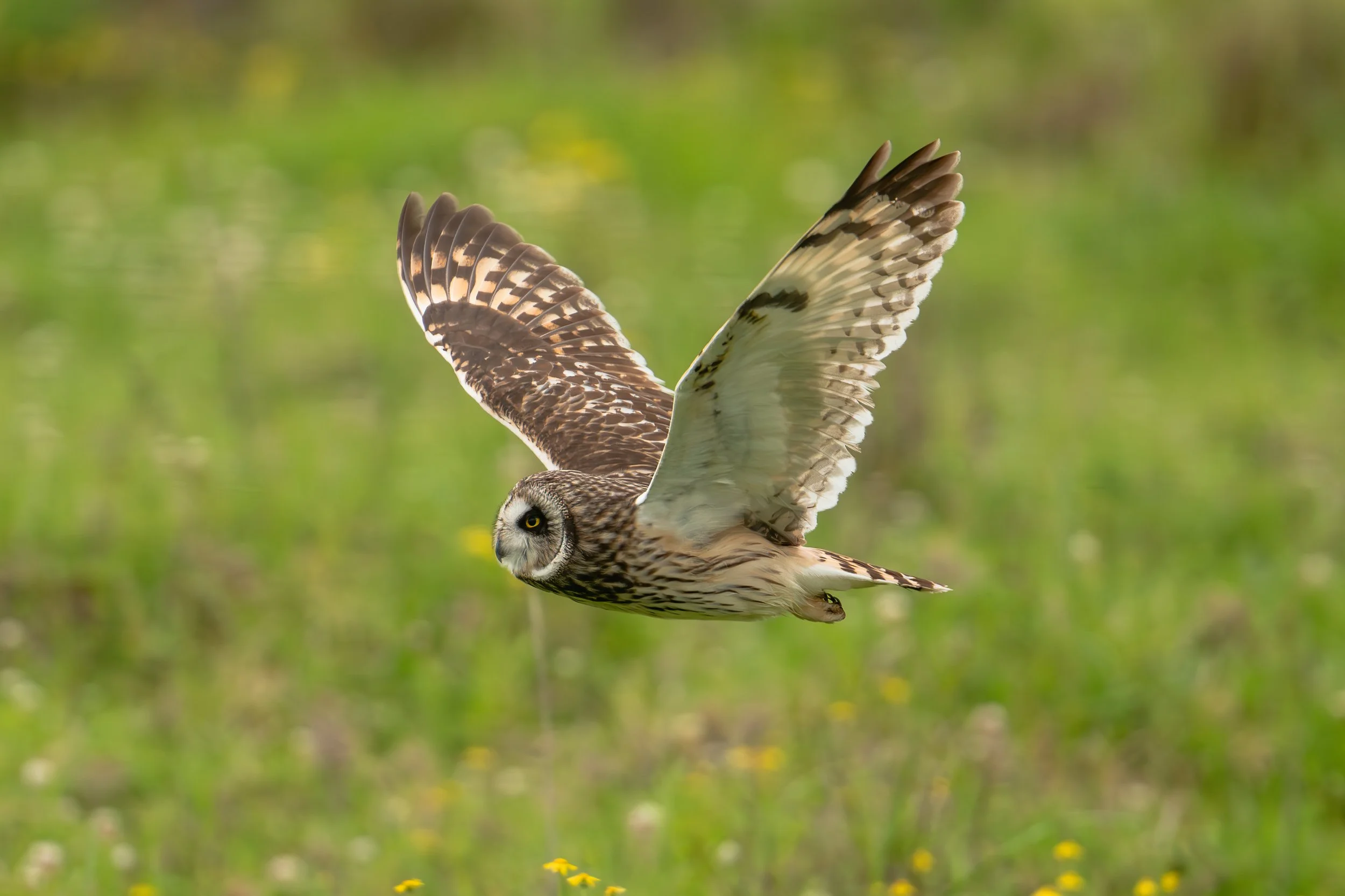 SA208273-Edit.jpg