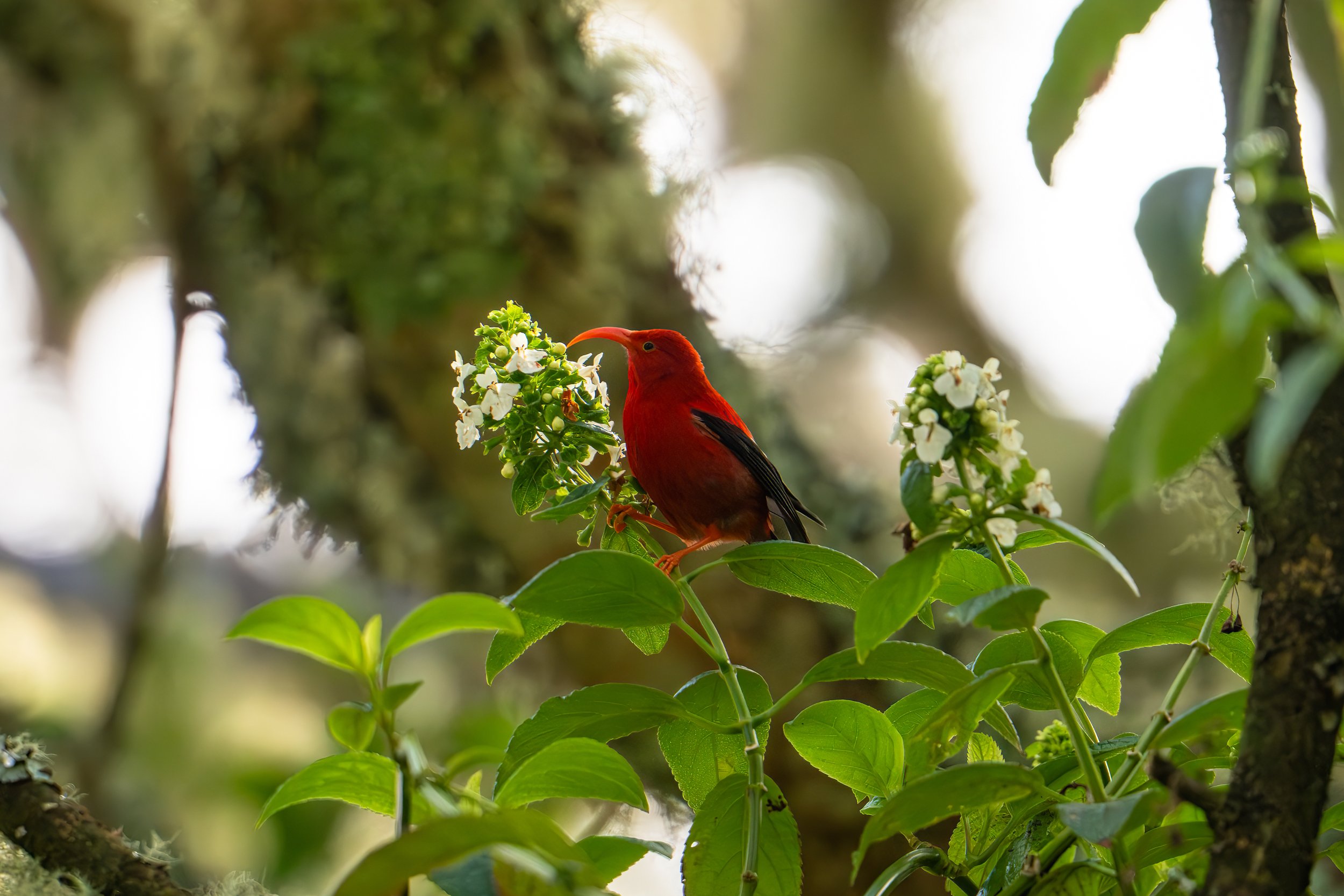 Hawaii's Mintless Mint