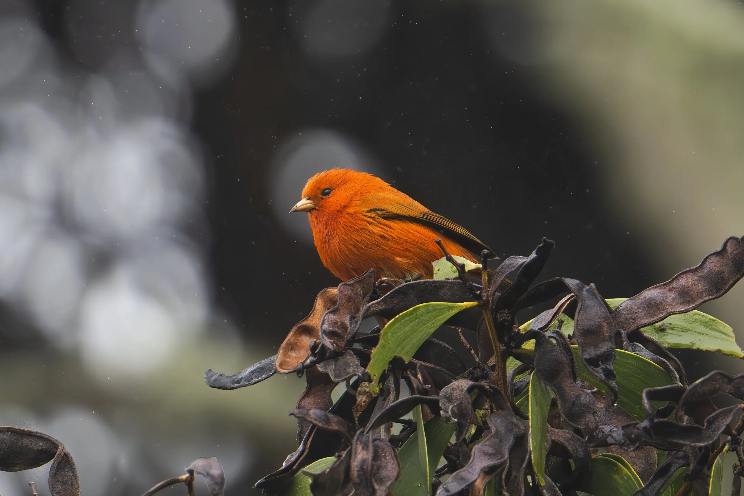 Male ʻĀkepa on Koa