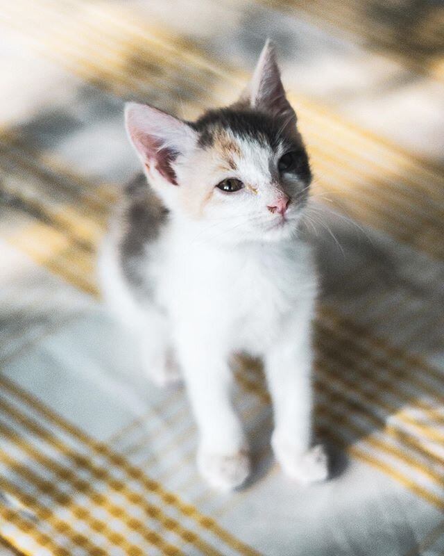 I recently saw my aunt and uncle&rsquo;s cats all grown up via Zoom, and it made me nostalgic for when they stayed with me last summer ❤️
.
.
.
#kitten #calico #catsofinstagram #catphotography