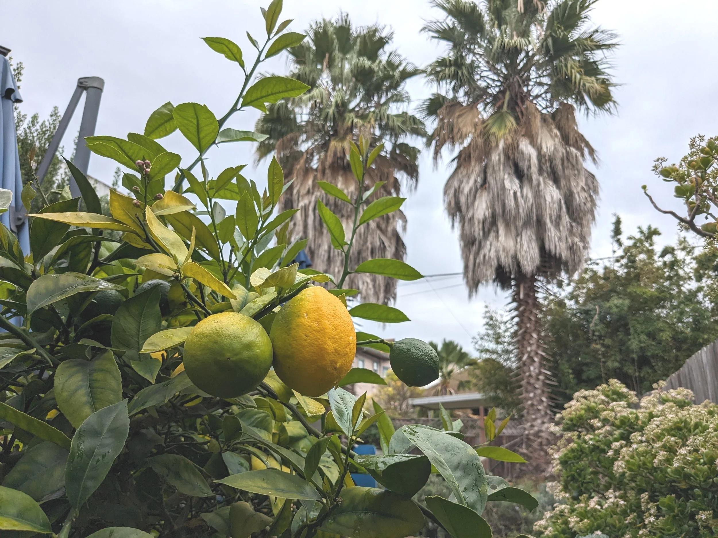 Backyard lemon tree + palm trees