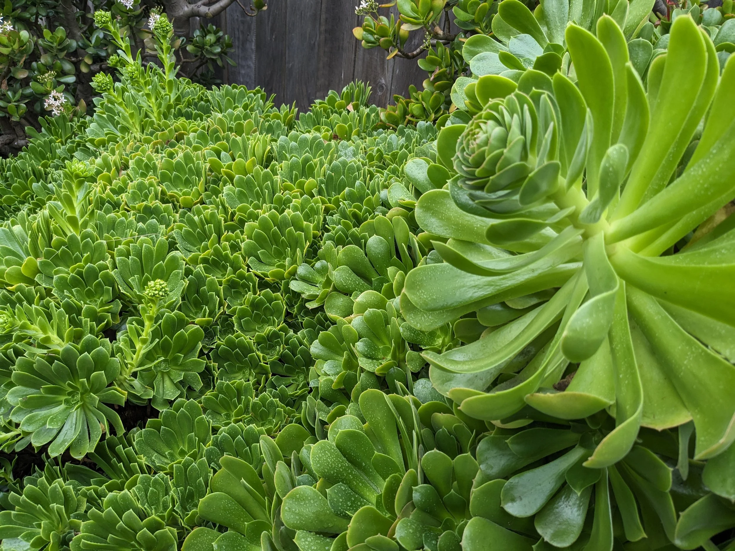 Backyard succulents