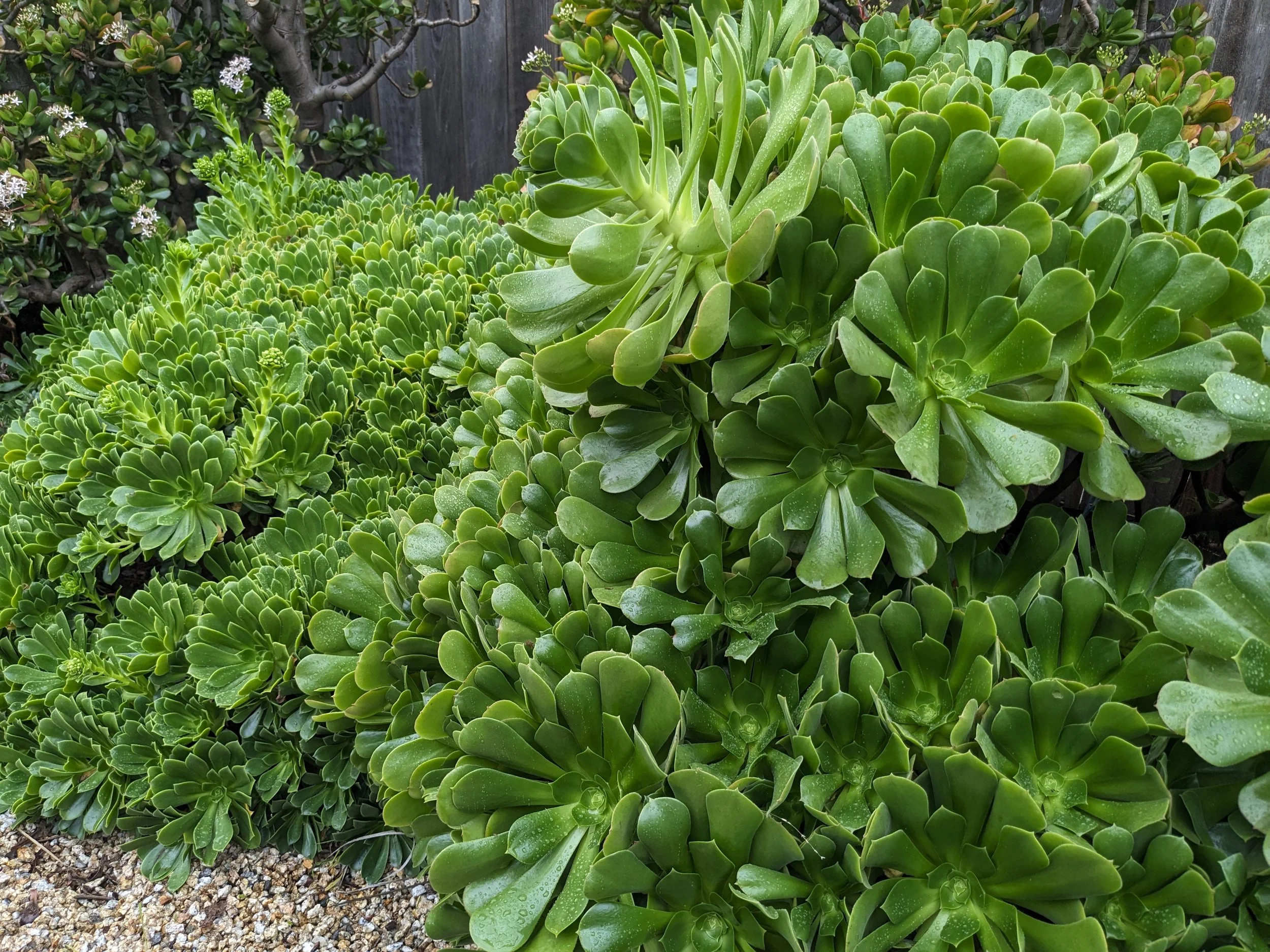 Backyard succulents