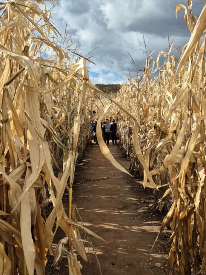 From being lost in the corn maze to conquering the corn maze.

#apple, #orchard, #QOTA, #fieldday, #cornmaze, #fun, #firstonesout