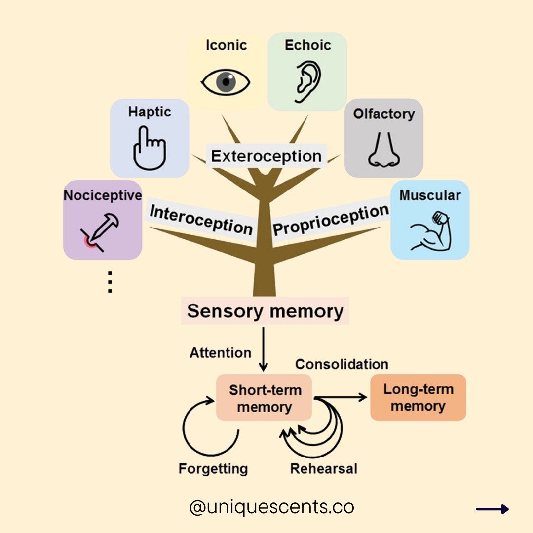 @uniquescents.co

Multiple touchpoints have to be used to create a Signature Scent long term brand memory. 

Reference: Artificial Sensory Memory, C. Wan, P. Cai, M. Wang, Y. Qian, W. Huang &amp; X. Chen (2019).

#scentdesign #scentmarketing #scentma