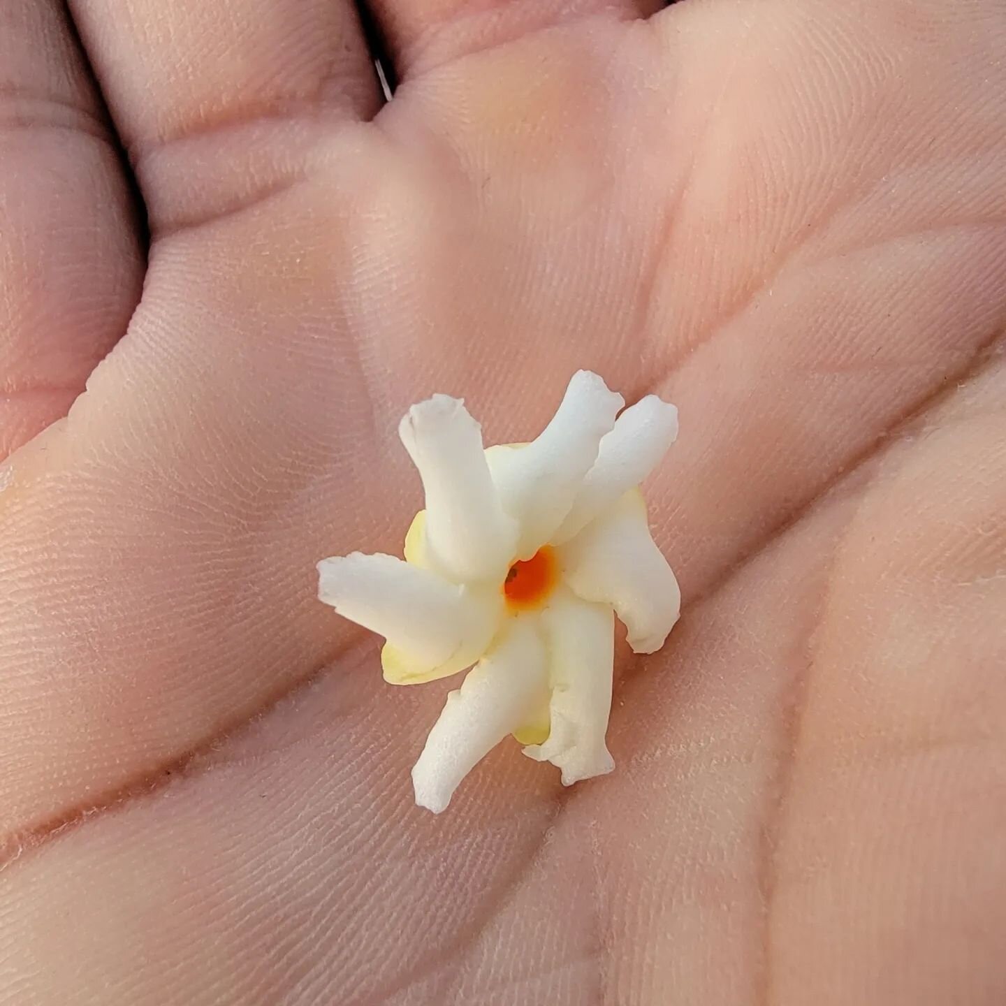 Parijat (night flowering jasmine) from our co-founder's backyard. #parijat