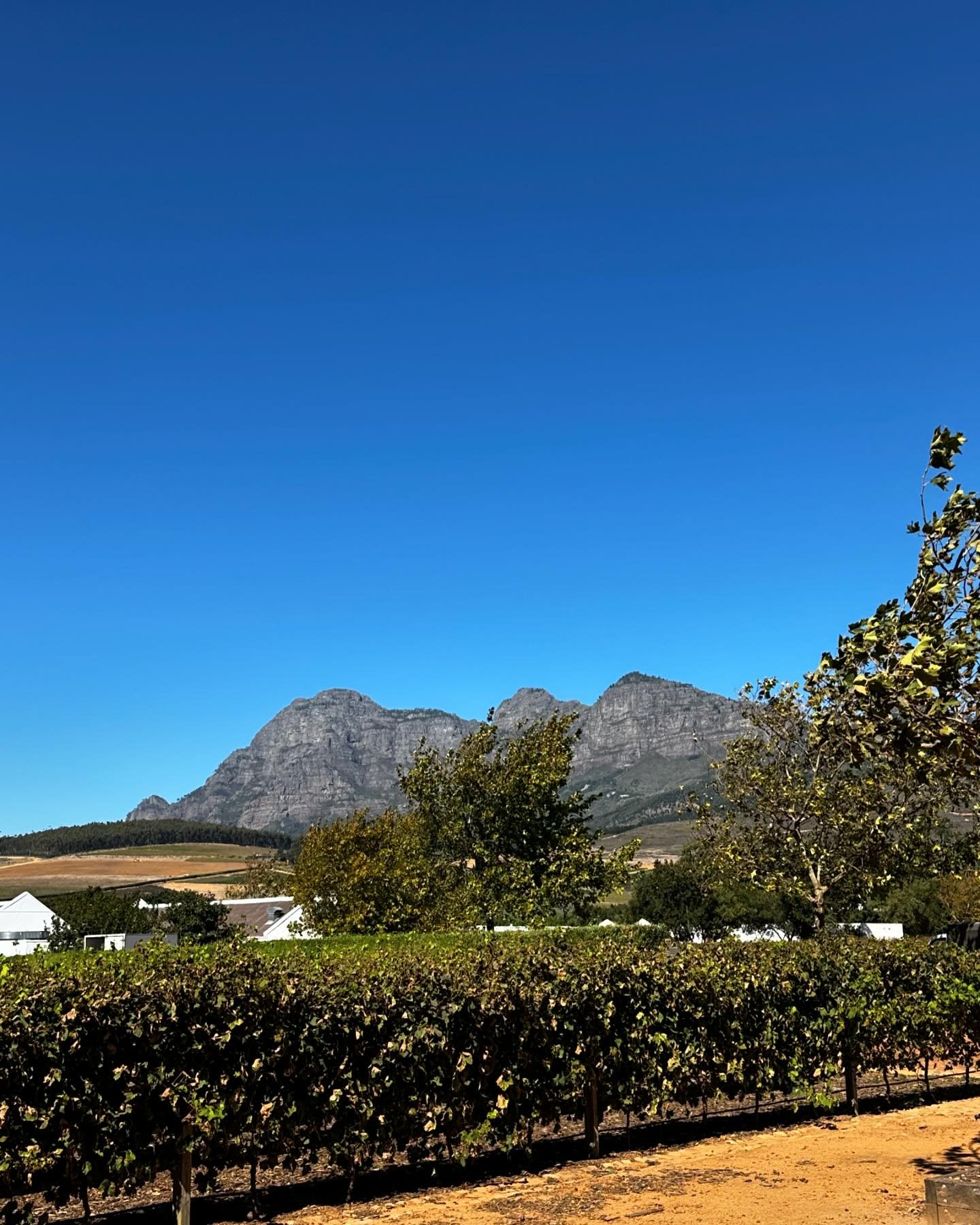 Seeing all the sites in Stellenbosch and the surrounding area. Spent the day at a beautiful working farm and winery. ⁣
⁣
#traveltheworld #southafrica #studentexchangeprogram #travelcraziness #imsoexcited