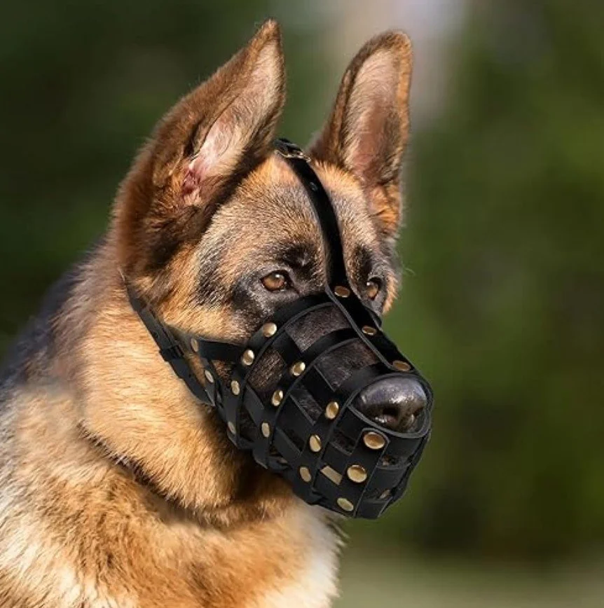 AGGRESSIVE | BOARDING: NIGHTLY