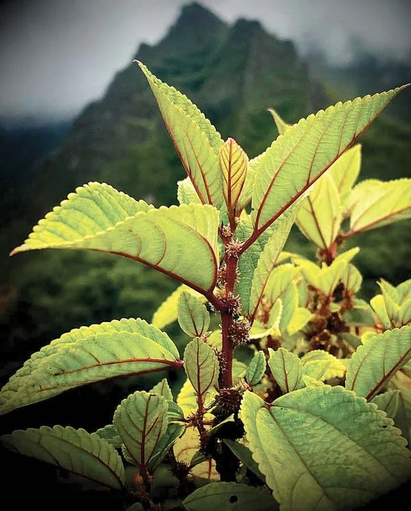 NEW! Kilani Brew Mamaki Tea Bags — Tea Noni Hawaii