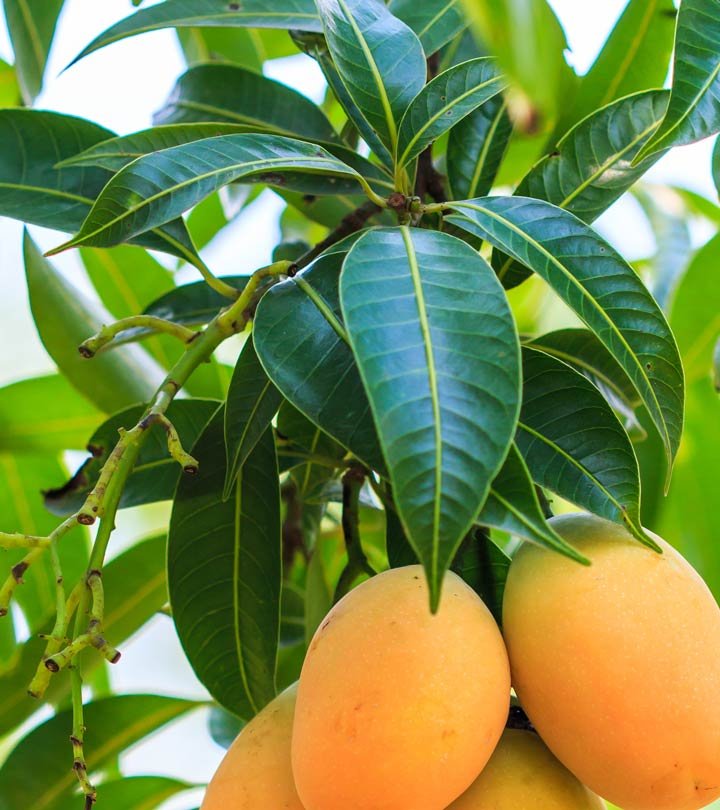 Mango Leaves.jpeg