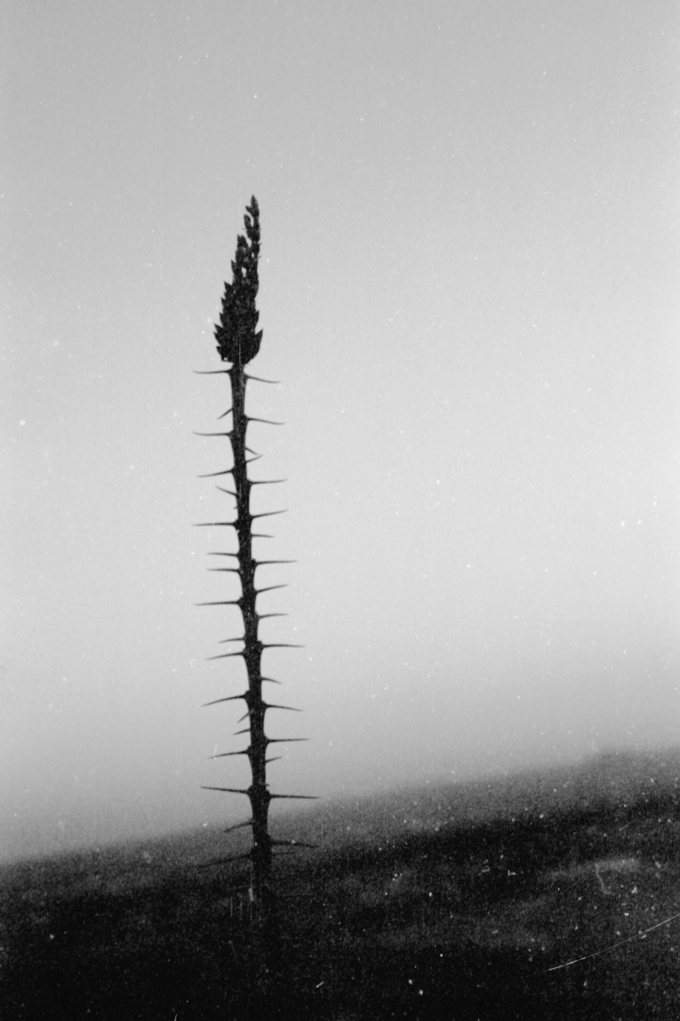 Triste Ocotillo 11, Marcus Chormicle, Gallery Hozho.png