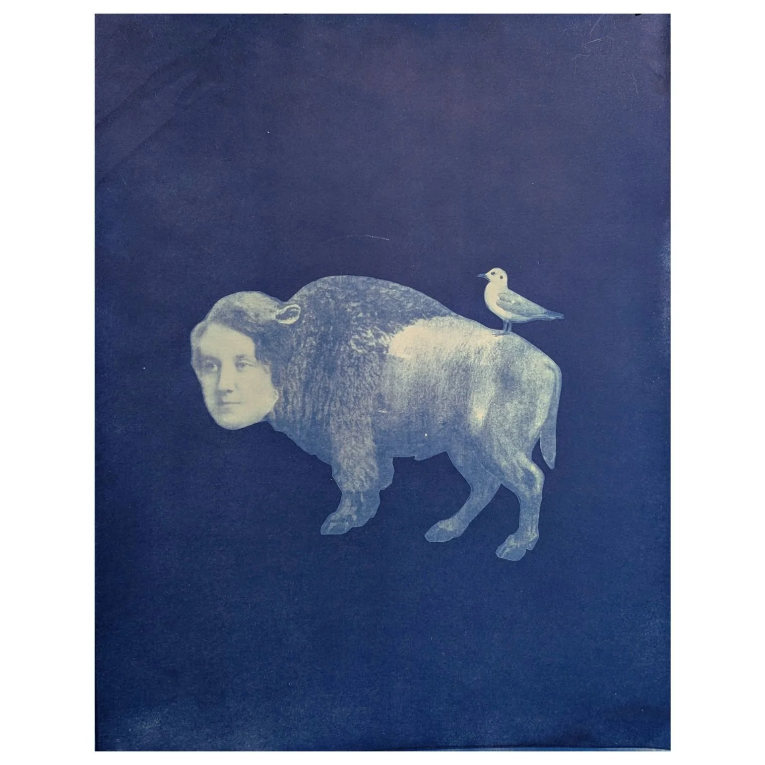 Suzanne Sbarge, Bison and Bird from the Specimens series