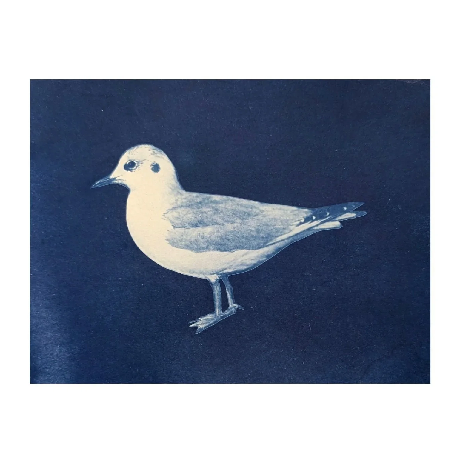 _Bonaparte%27s+Gull%2C+Suzanne+Sbarge%2C+Gallery+Hozho+.jpg (Copy)