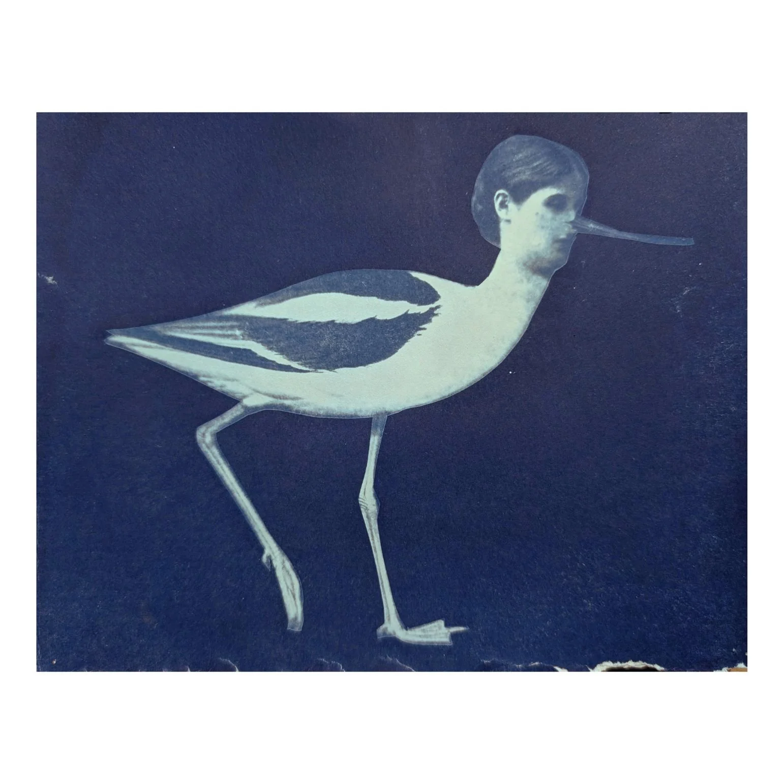 Suzanne Sbarge, Avocet from the Specimens series