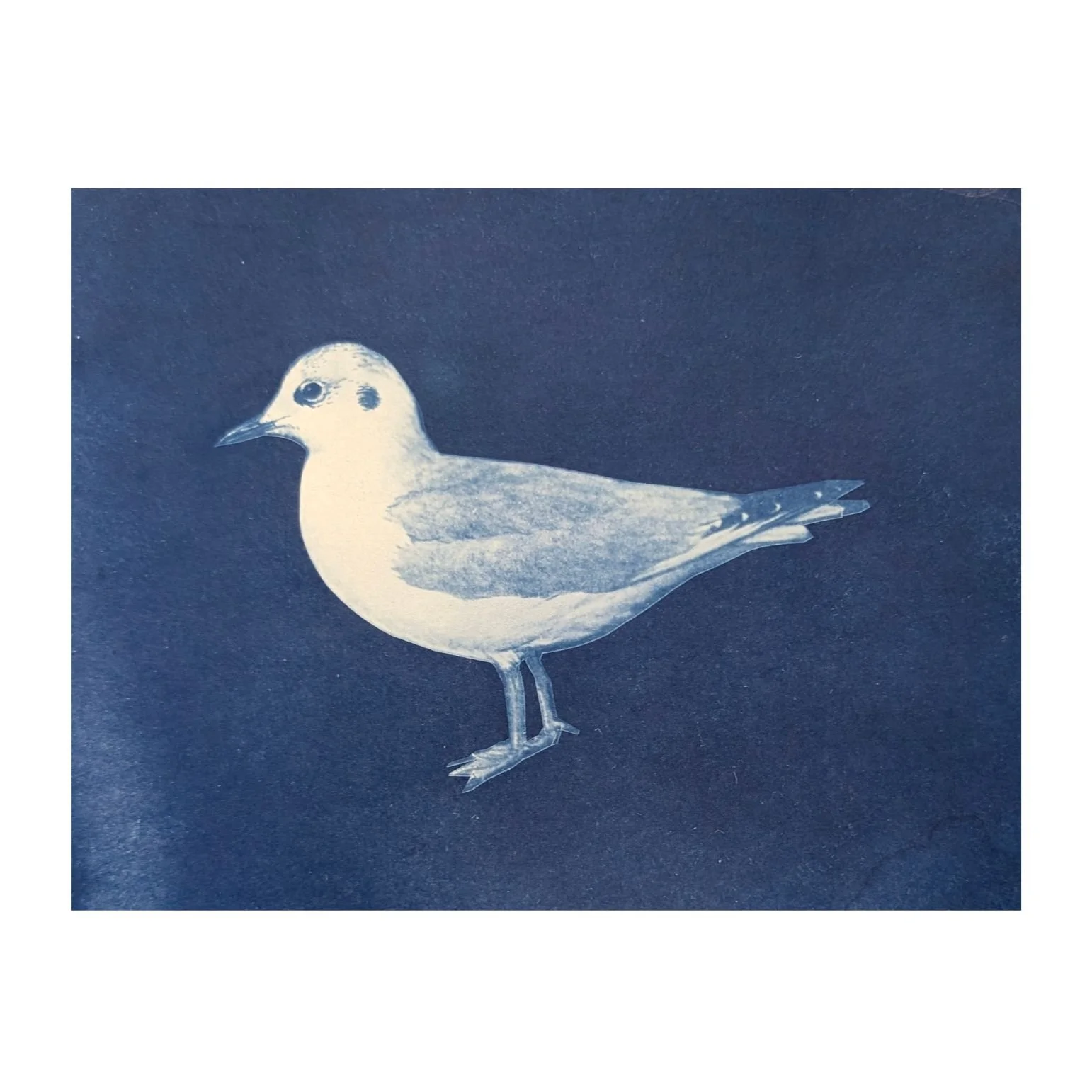 Suzanne Sbarge, Bonaparte's Gull from the Specimens series
