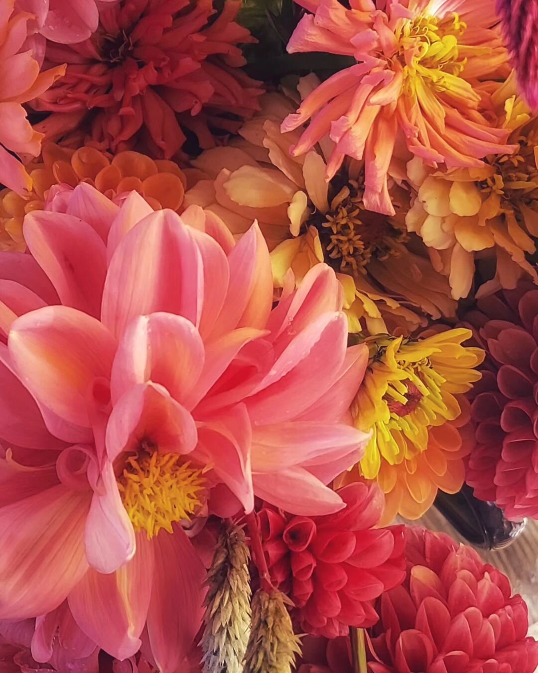 Today's harvest:  zinnias, peonies, celosia 
#flowerphotography #photooftheday #stilllifephotography