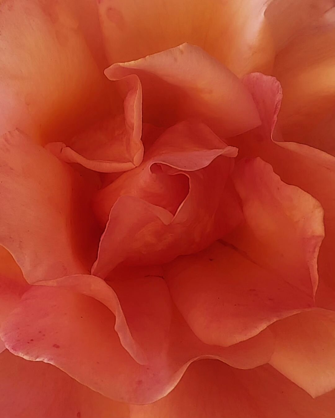 The last rose of the season
#photooftheday #flowerphotography #photography