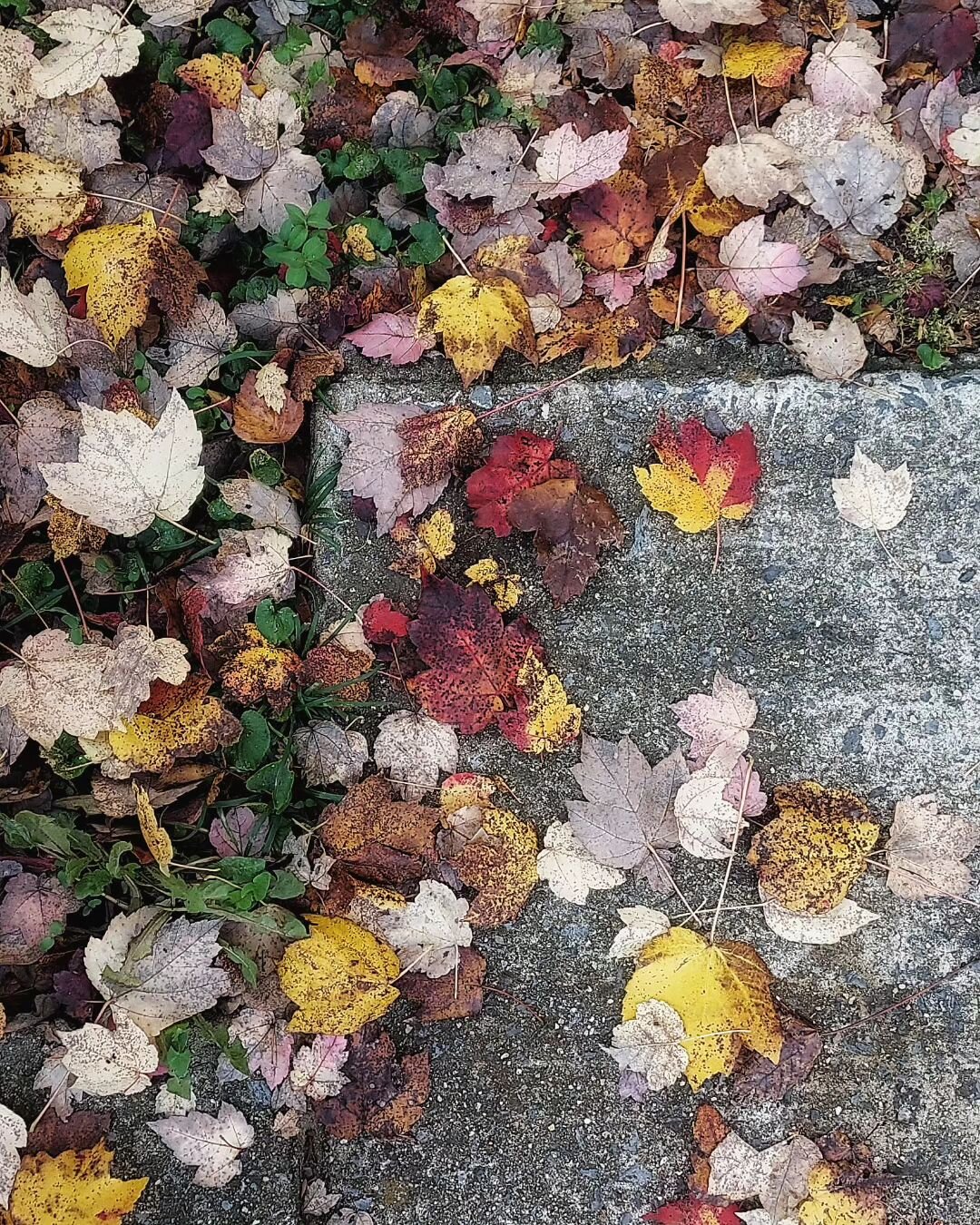 Moody fall leaves
#photooftheday #photography