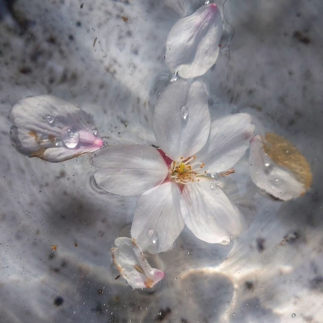 Cherry blossoms
#photooftheday #plantphotography #gardenphotography