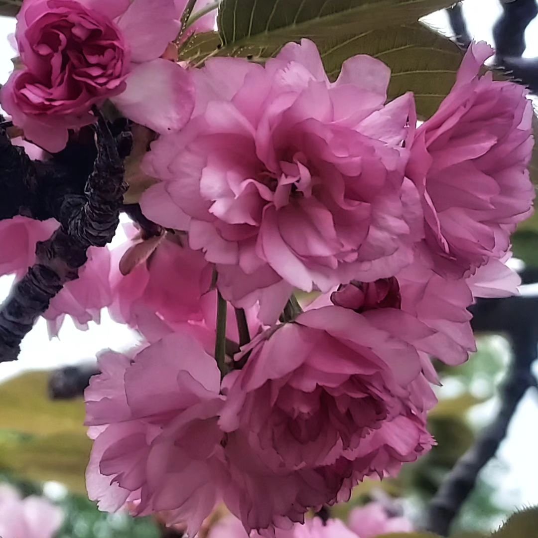 Pretty in pink
#gardenphotography #photooftheday #flowerphotography