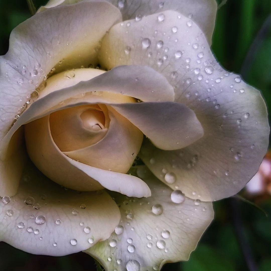 The roses have made it through the heat of summer.  #gardening #gardenphotography #rose #plantphotography