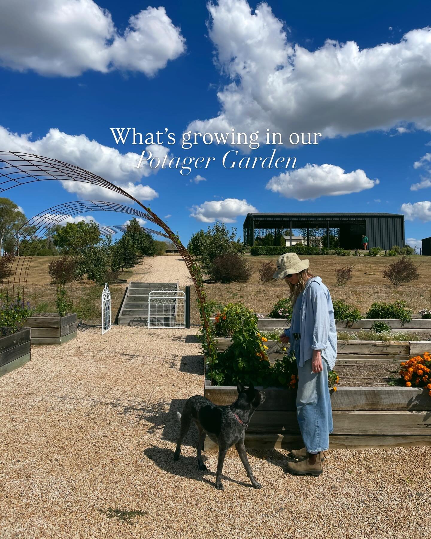 Take a walk with me around the Potager garden 🪏 We&rsquo;re being taken over by chillies at the moment, so it&rsquo;s definitely time to make a salsa! Please send us your recipes to try out 🌶️