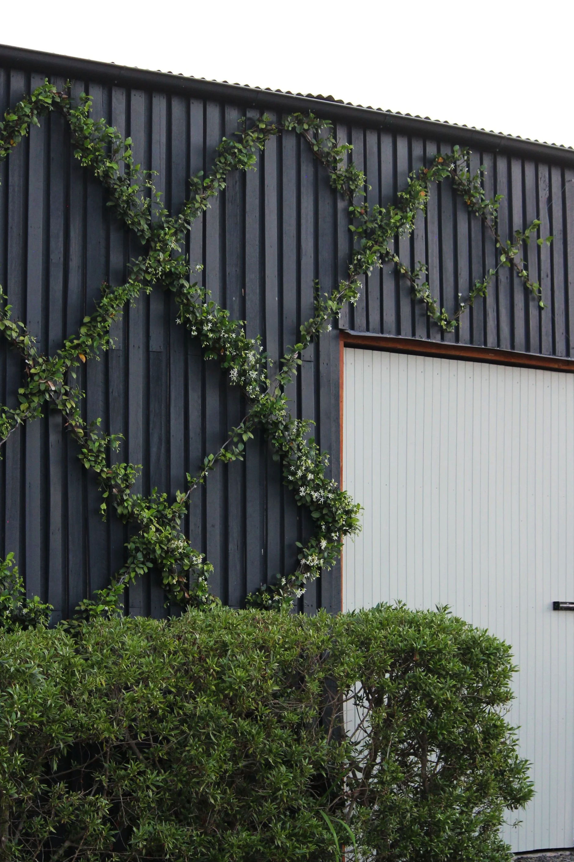 Image by Caitlin August