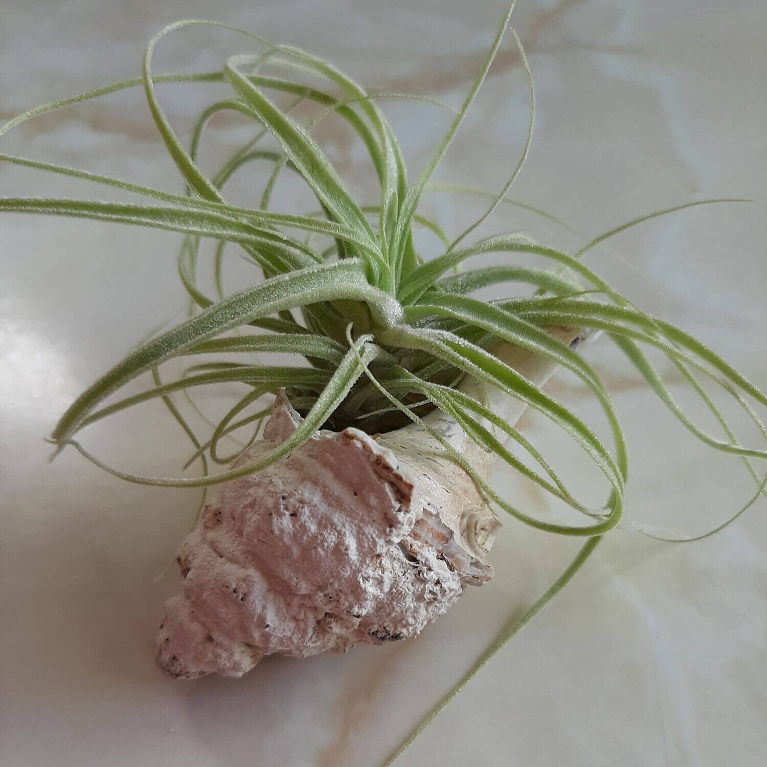 Make a Sea Creature Air Plant