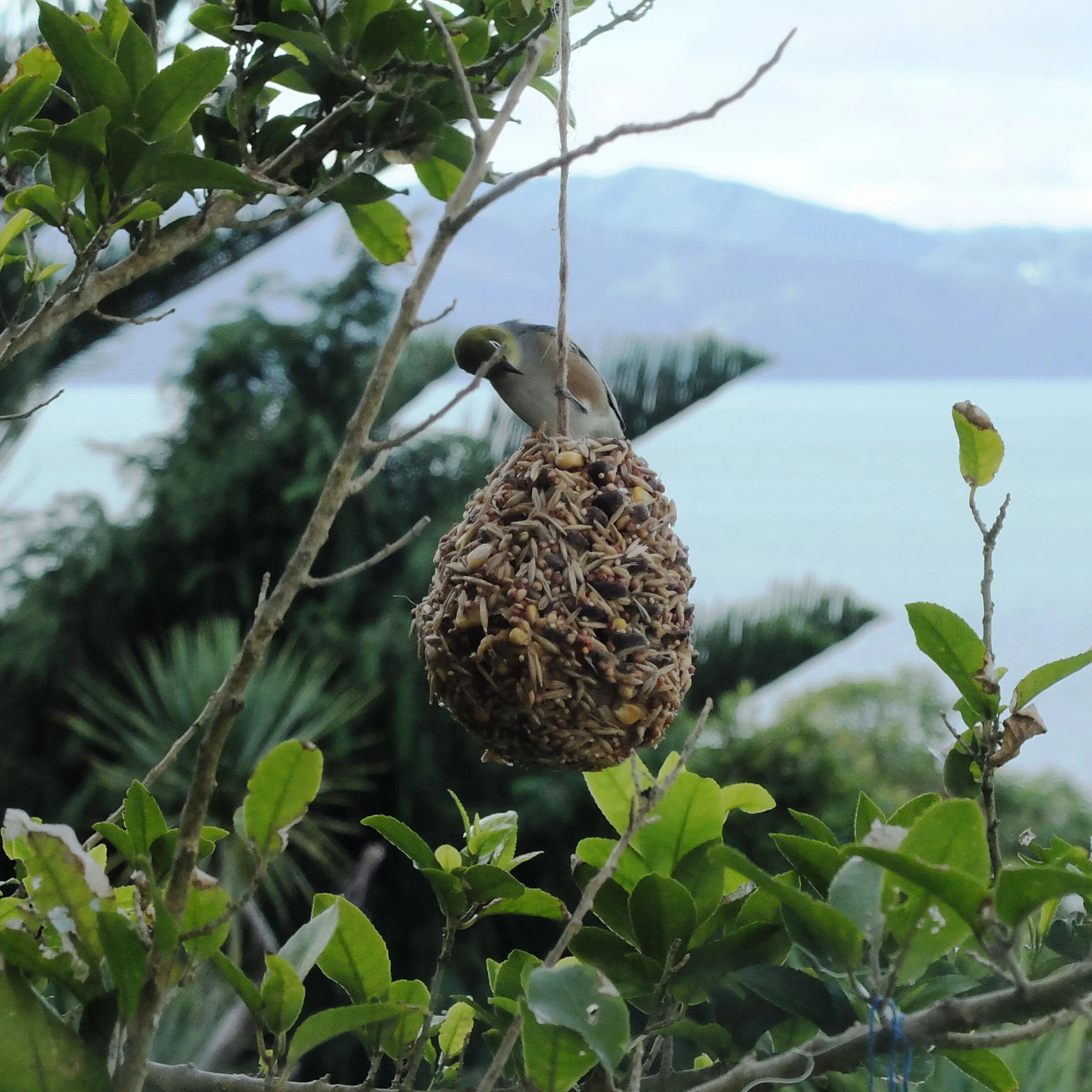 How to Make a Pine Cone Bird Feeder