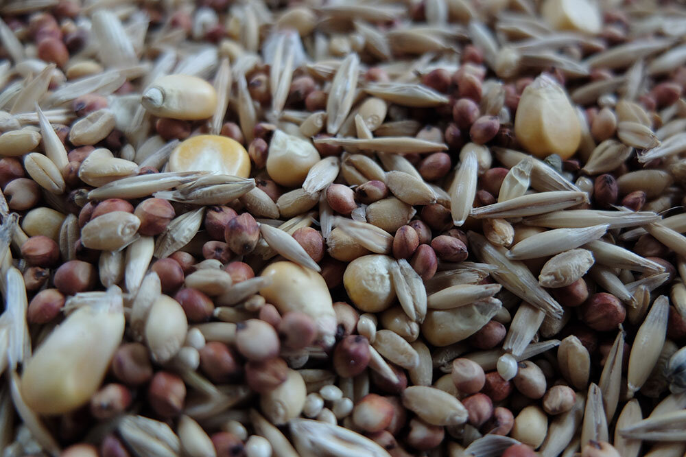 seeds-close-up.jpg
