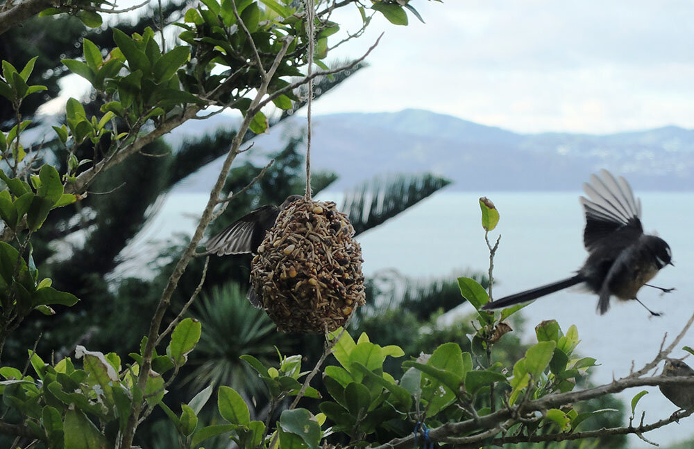 pine-cone-bird-feeder-birds-eating.jpg