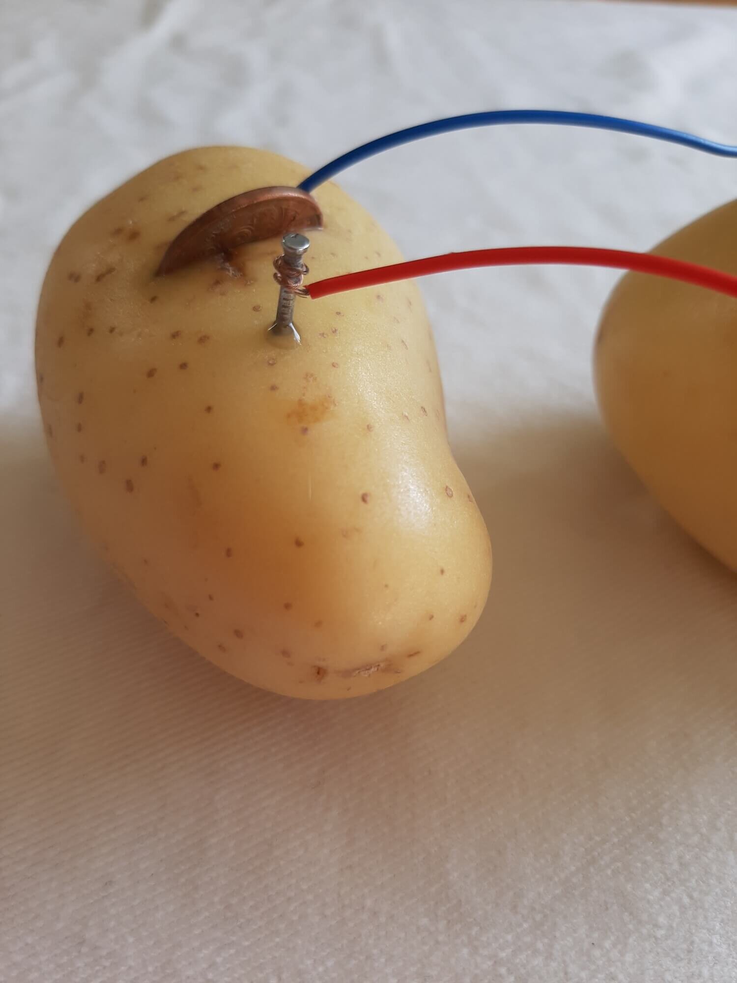 hvid udstødning vinkel How to make a Potato Powered Light - Science for Kids — Upstart Magazine