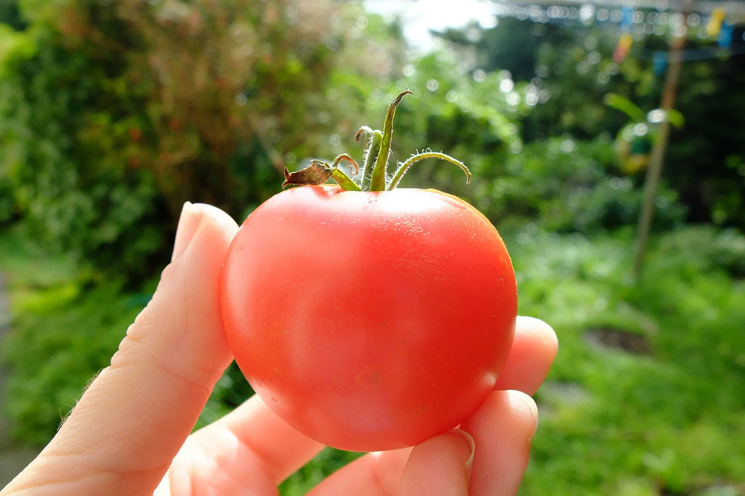 upstart-scraps-to-snacks-perfect-tomato.jpg