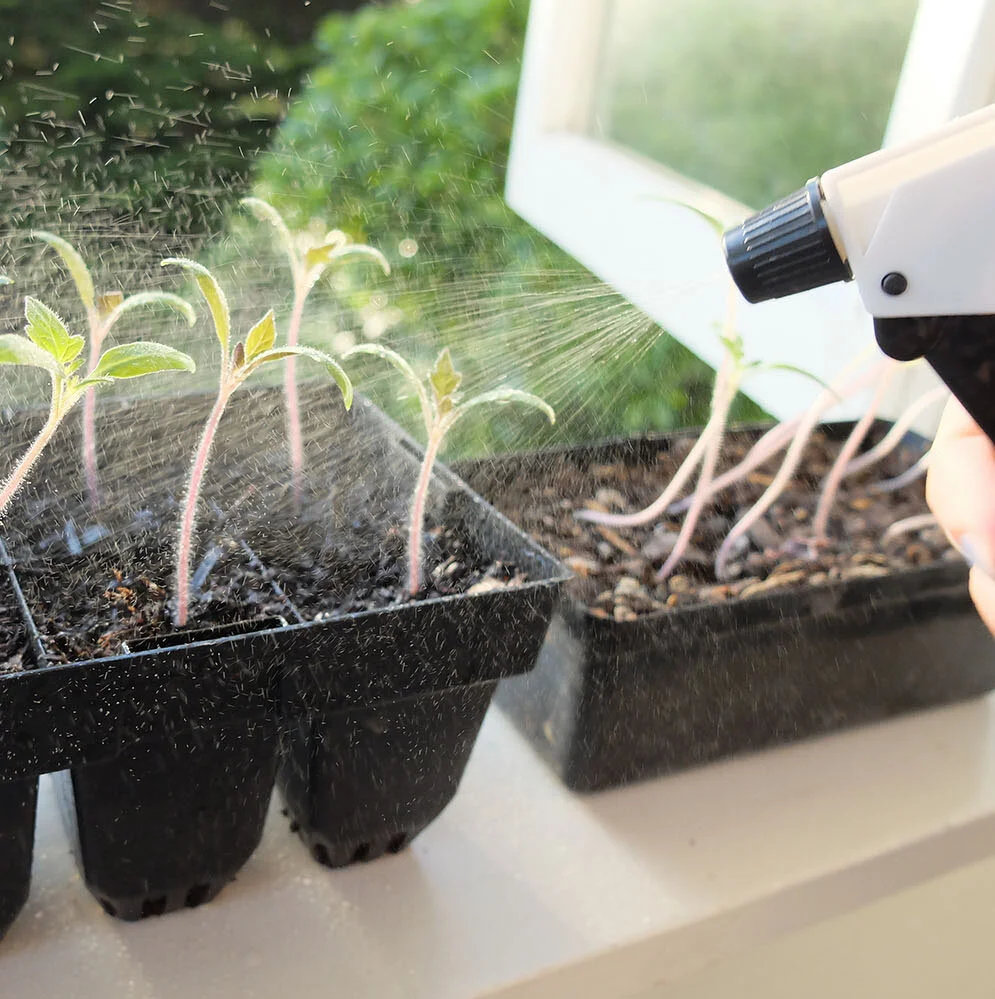 How to Grow Food from your Kitchen Scraps