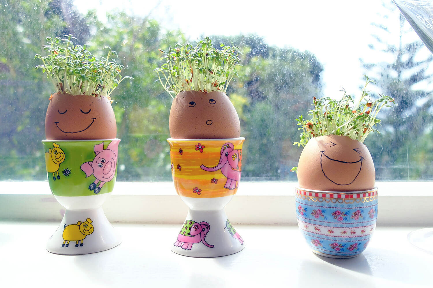 How to Grow Your Own Cress Egg Heads