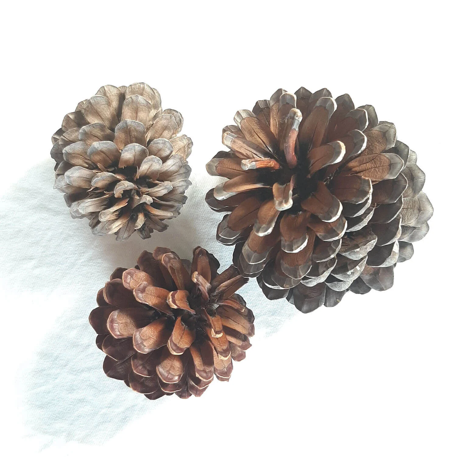 How to Make a Pine Cone Diffuser