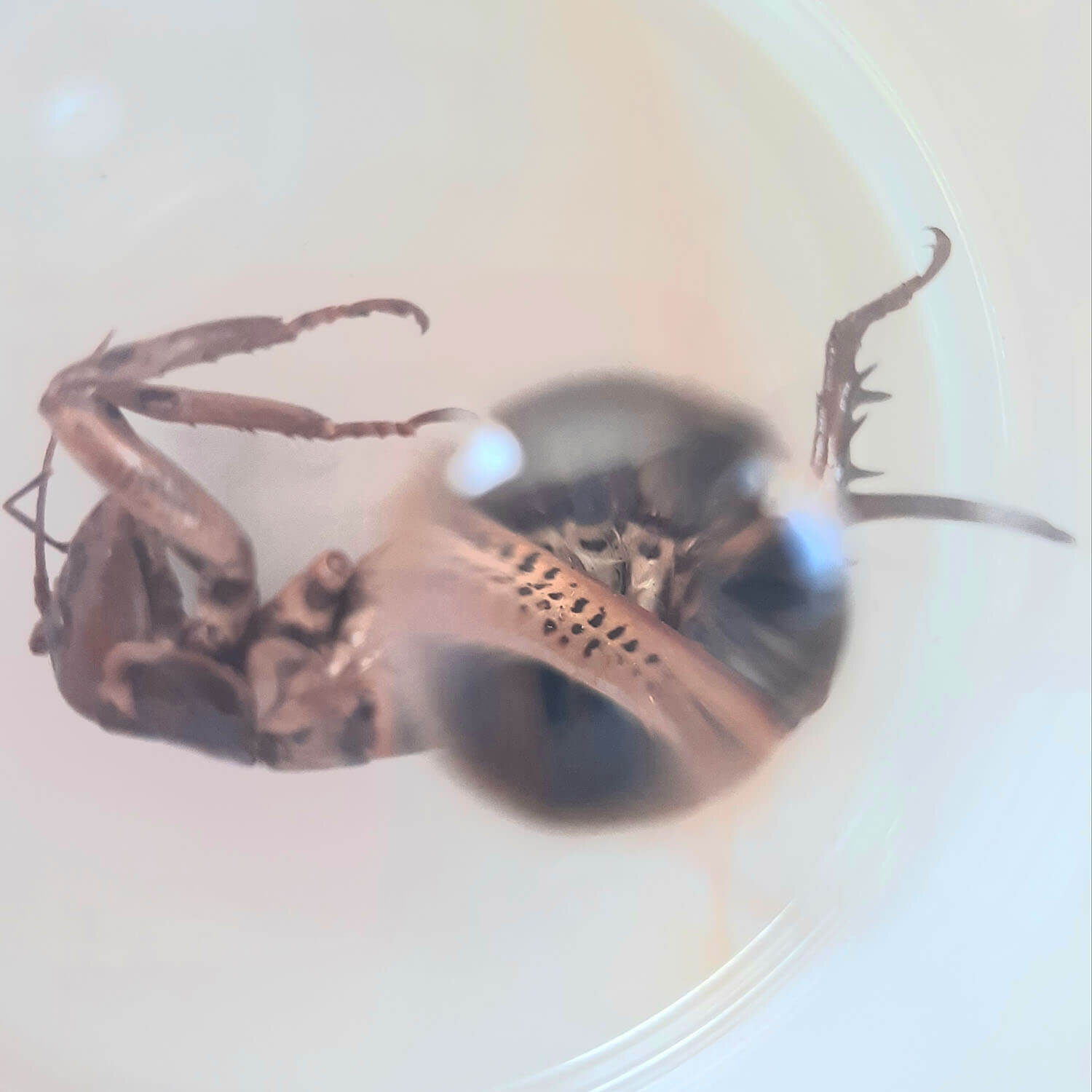 How To Make a Water Drop Microscope