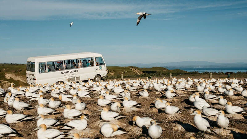 gannet-safaris.jpg