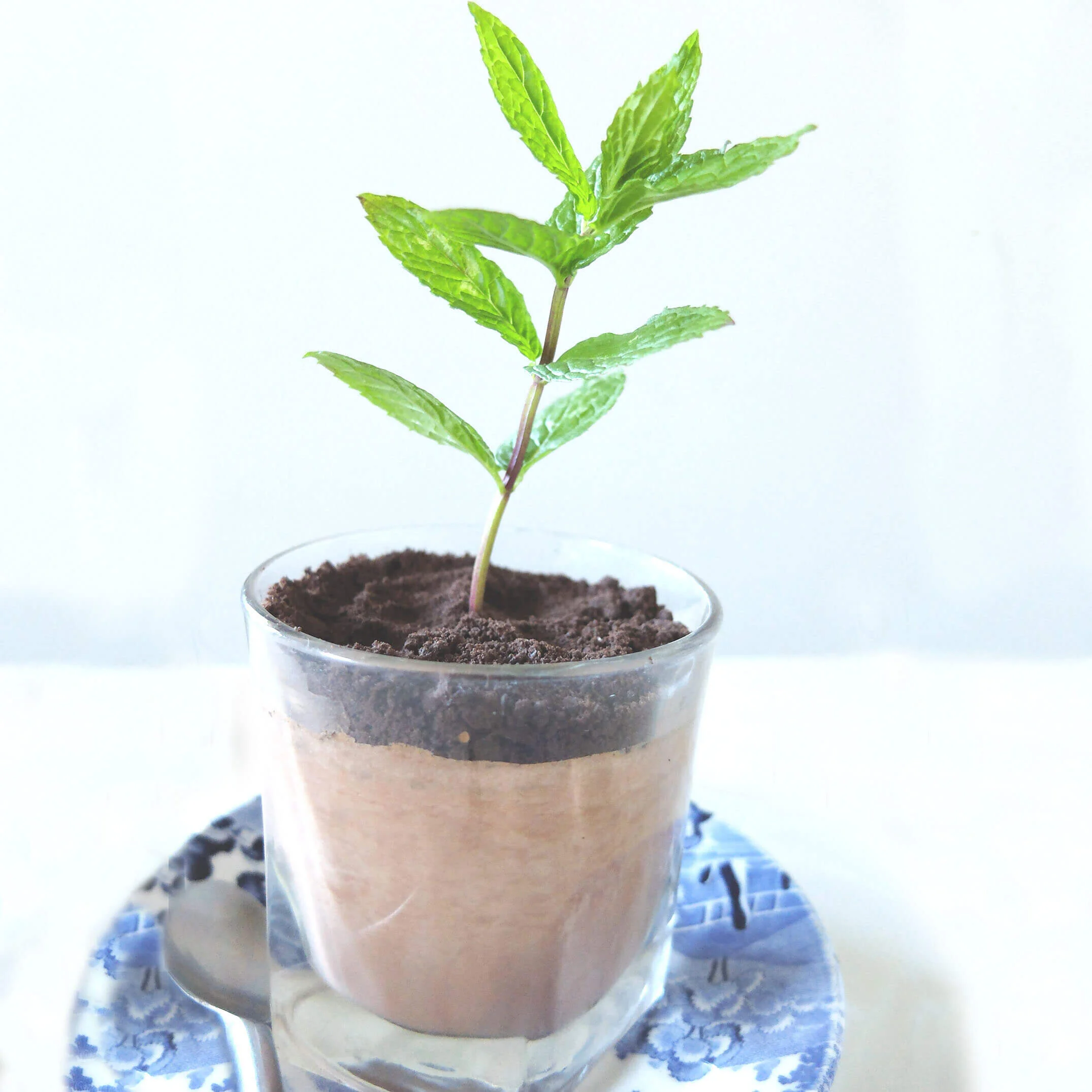 Edible Potted Plant Recipe