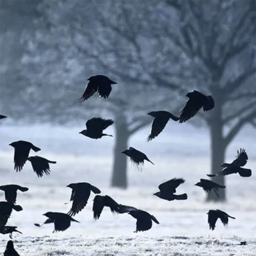 lines lifted from Facebook posts in January 2026