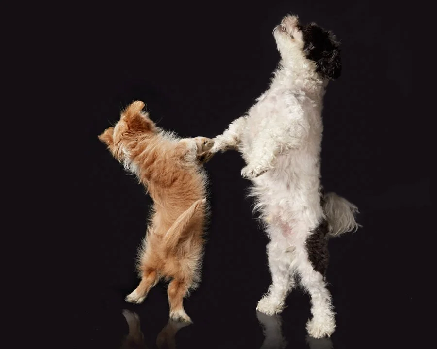 ElvisSaber Reflection.jpg