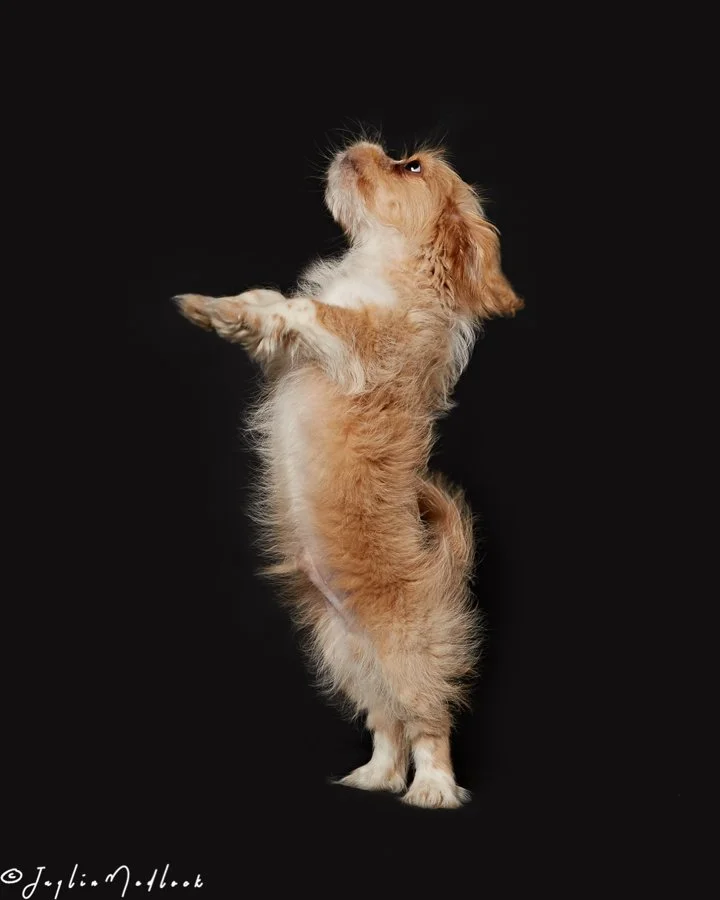 Saber Jerry  Sassy 4524-Edit.jpg