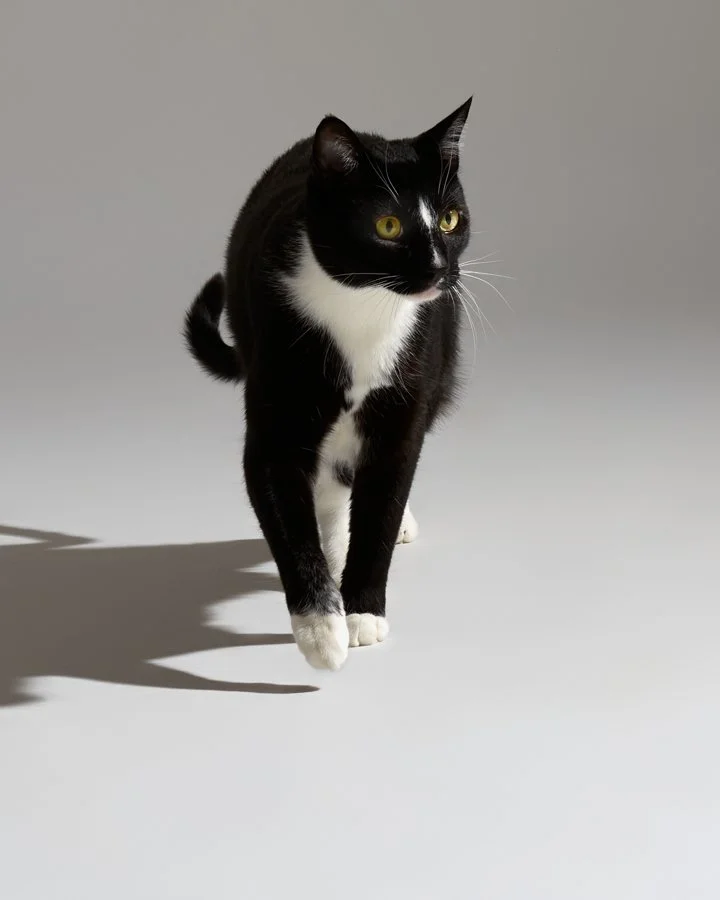 2021 Selfies Cats  Ryan-c18717.jpg