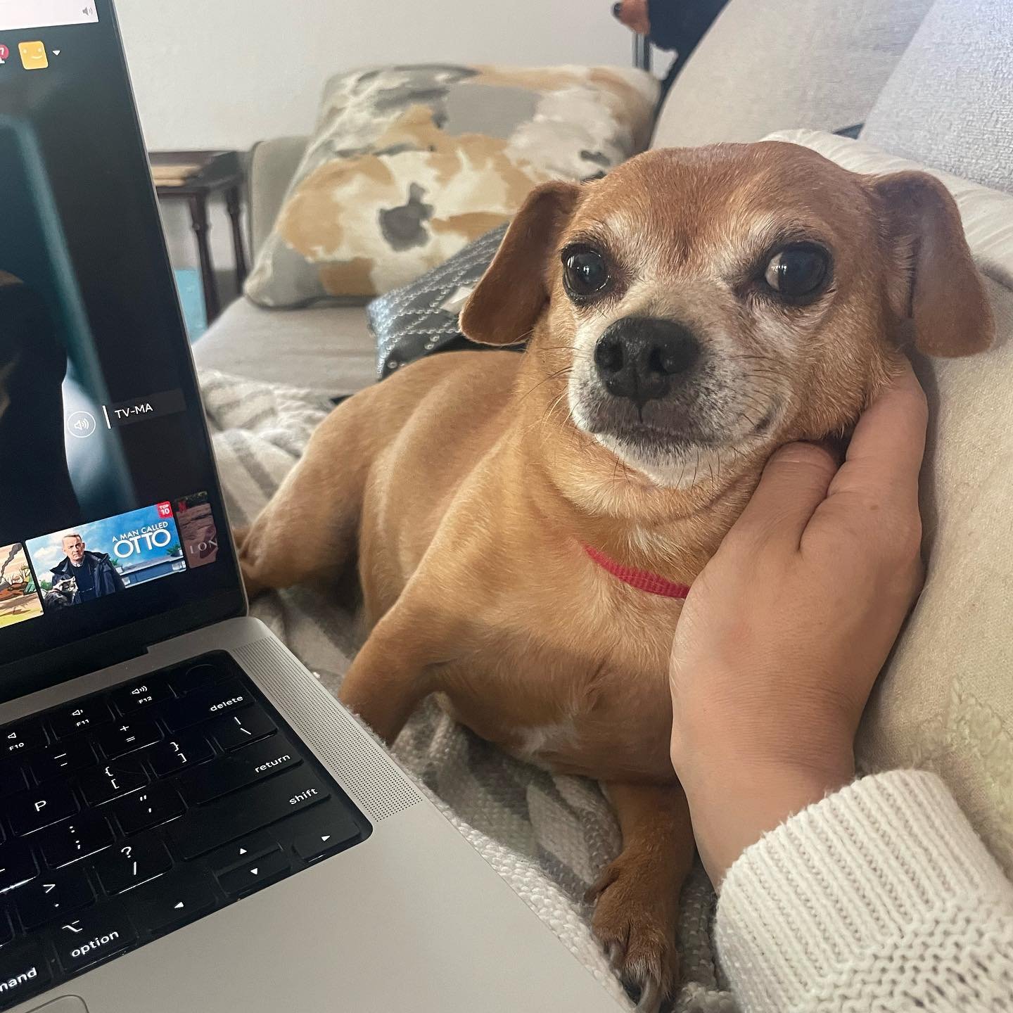 Everyone needs a bit of love and affection. Hi Sid. 

#dogtrainer #chihuahualove #chihuahuasofinstagram #chihuahua #demonslayer