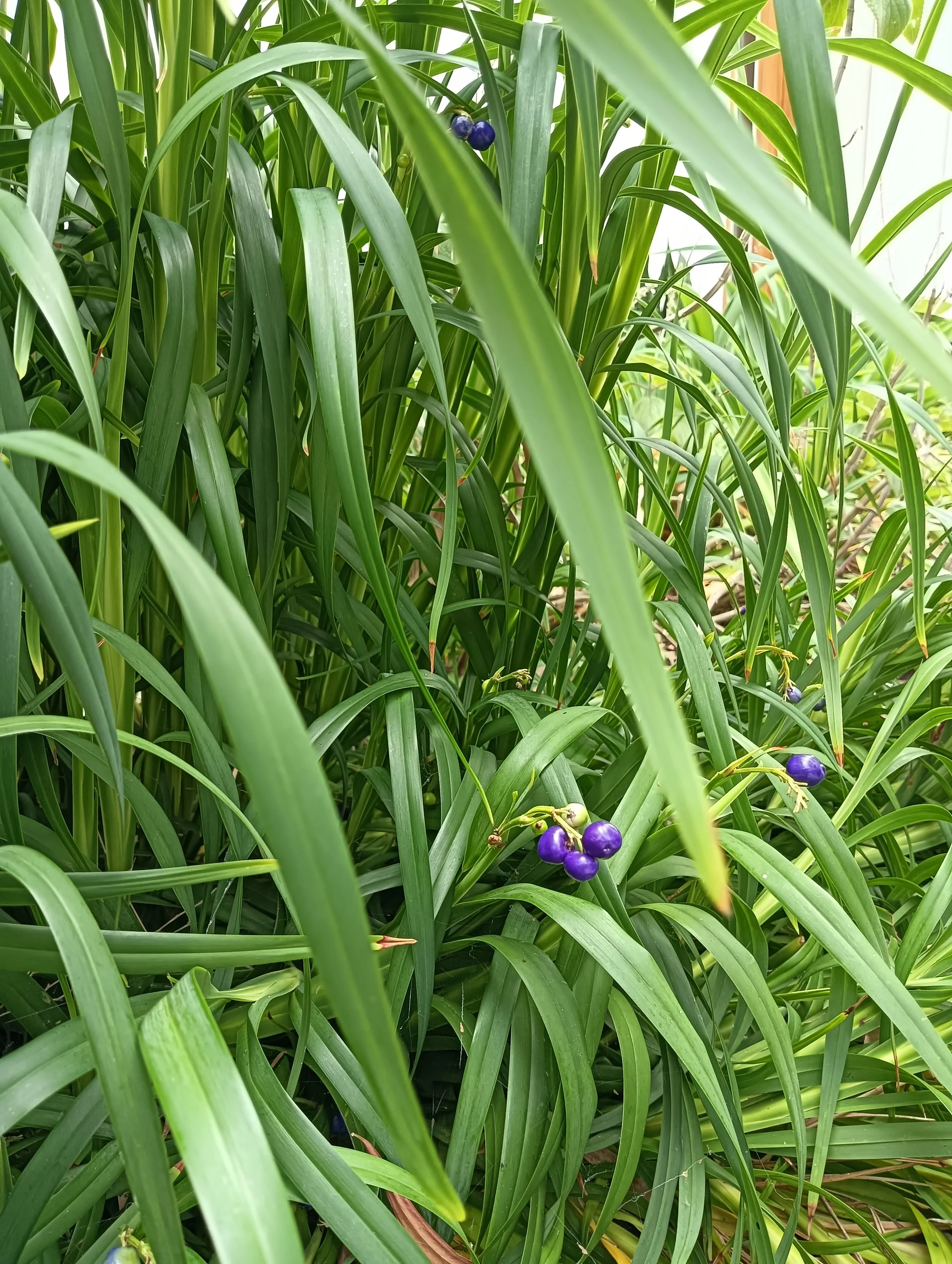 Svalbe&Co_AbbeyRetreat_PrivateGarden (25).jpg