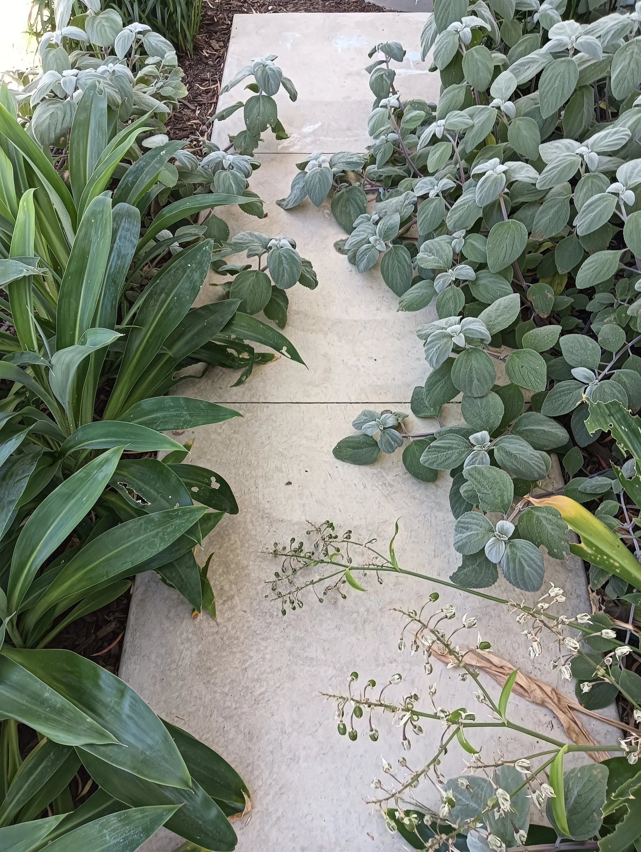 Svalbe&Co_AbbeyRetreat_PrivateGarden (8).jpg