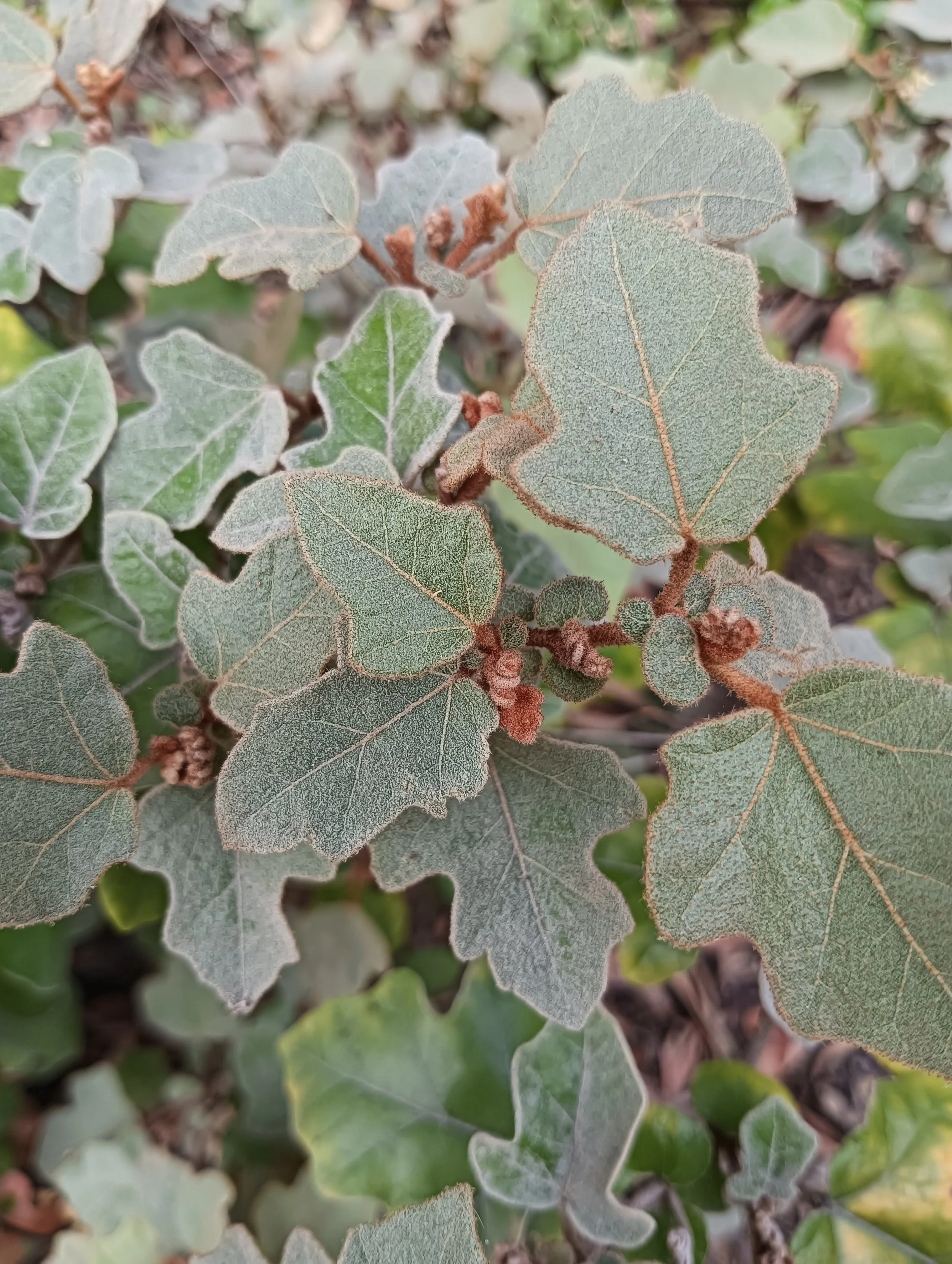 Svalbe&Co_AbbeyRetreat_PrivateGarden (28).jpg