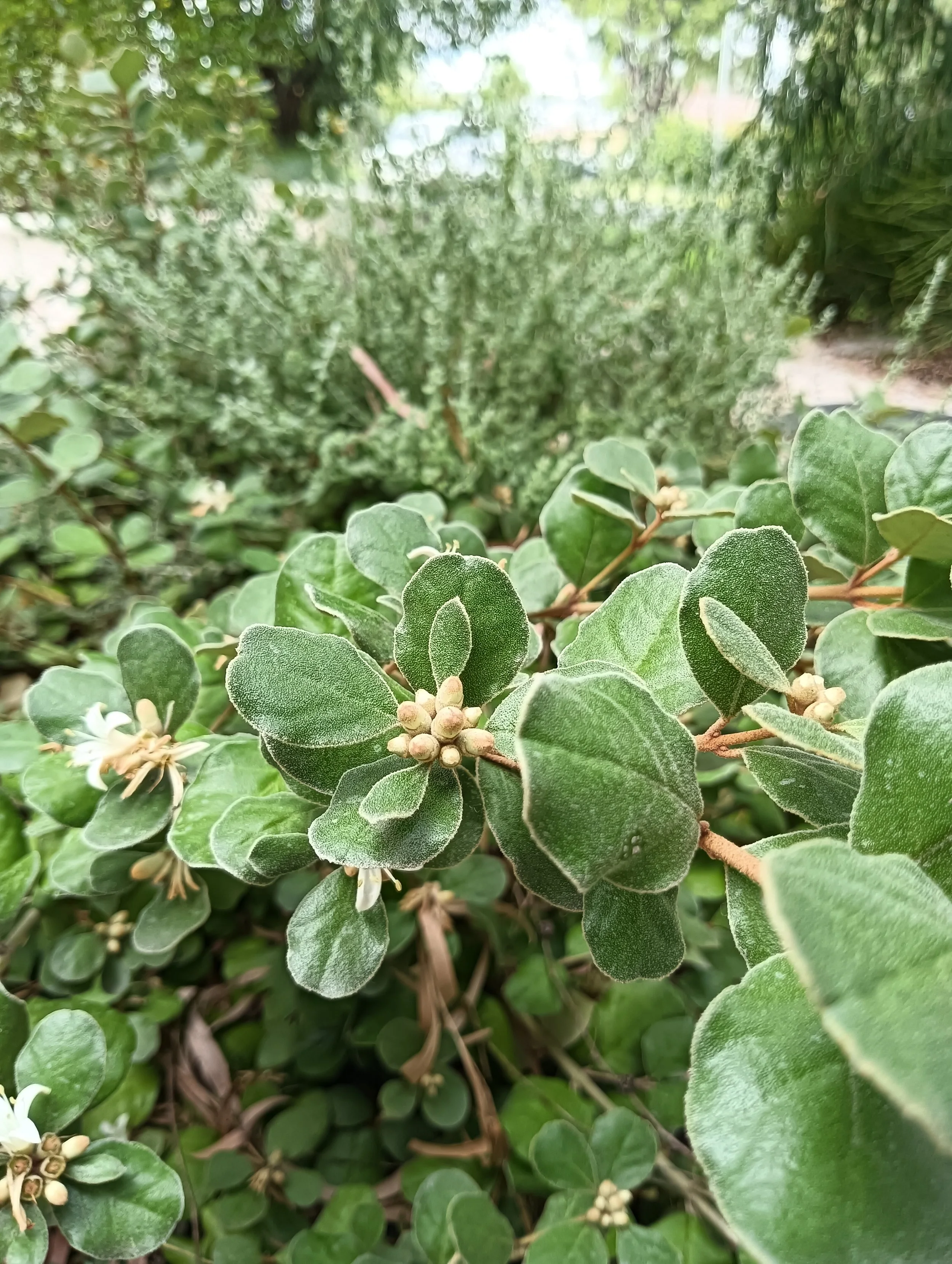 Svalbe&Co_AbbeyRetreat_PrivateGarden (26).jpg