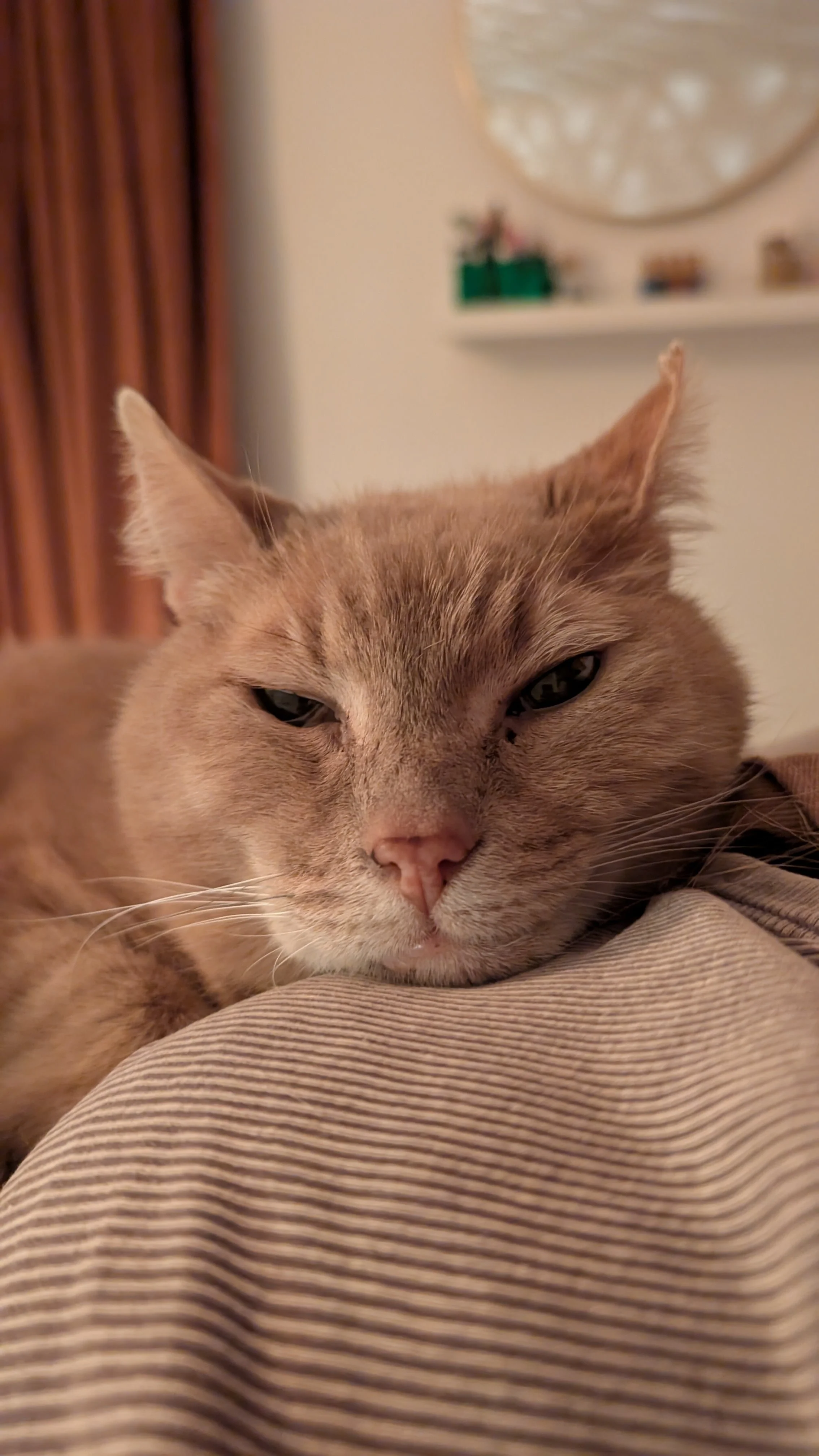 A close-up of a tired, light brown tabby cat lying on a striped fabric surface, with a slightly sleepy expression, in a cozy indoor setting.