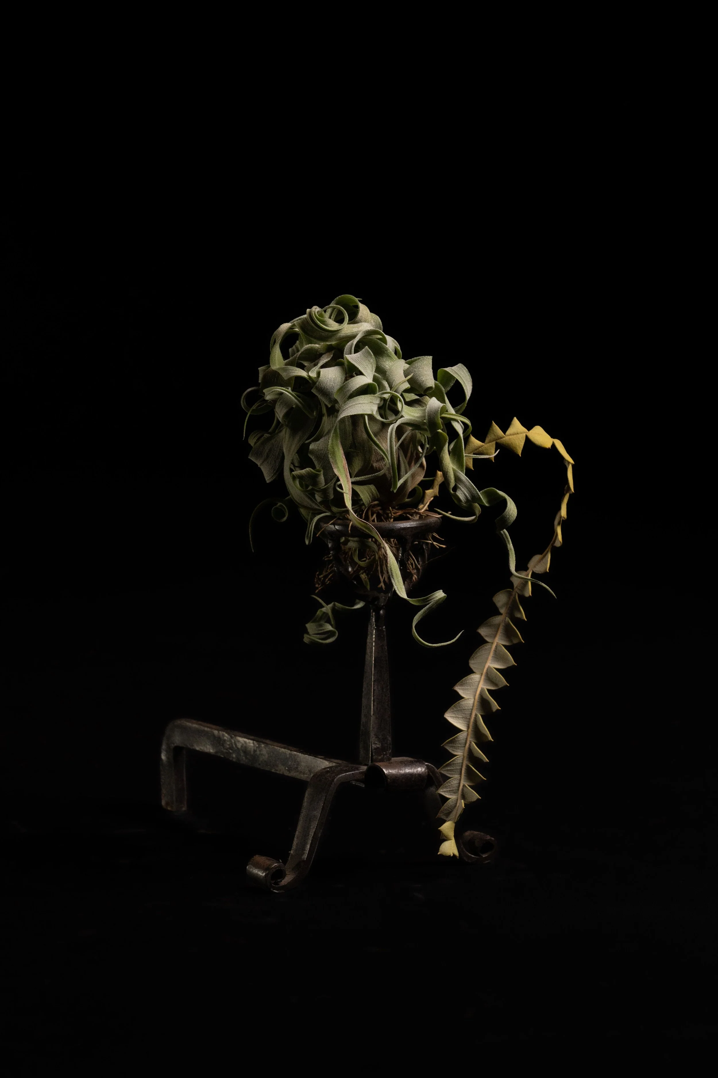 NENGE avec SATOSHI KAWAMOTO 23.jpeg